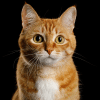 cute orange tabby cat
