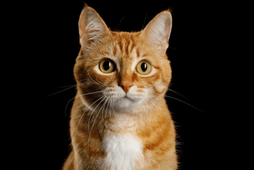 cute orange tabby cat