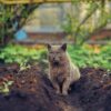 keep cats out