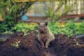 keep cats out