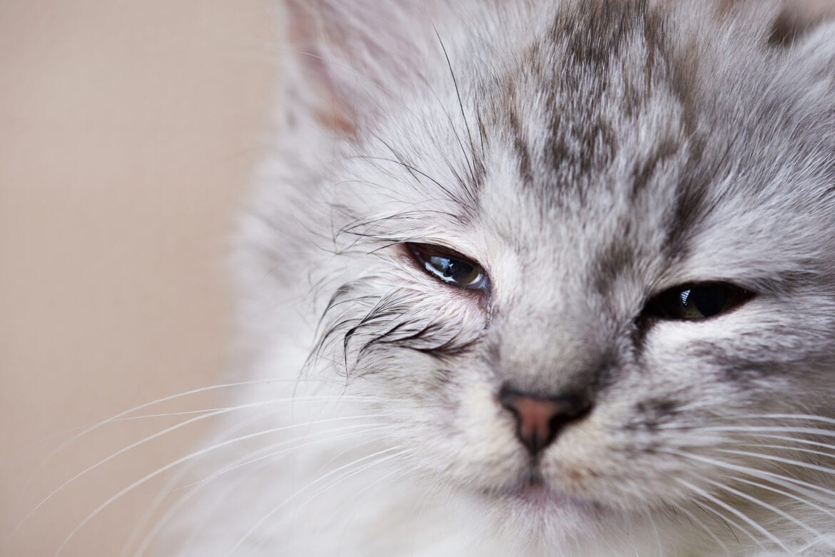 Why Does My Cat Have Eye Discharge 