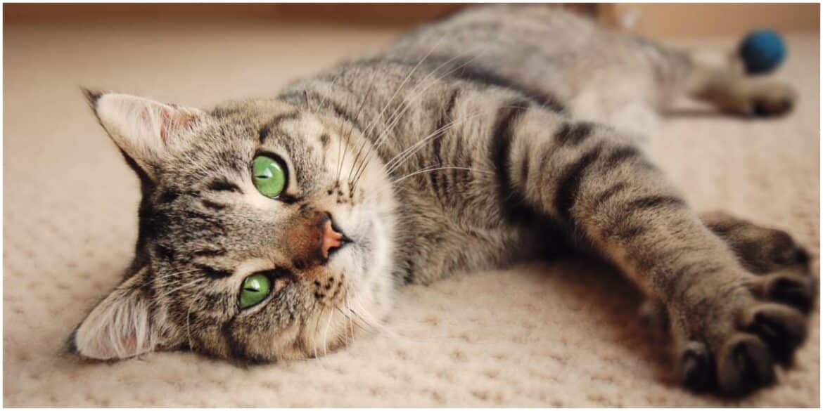 Do Cats Like Praise?