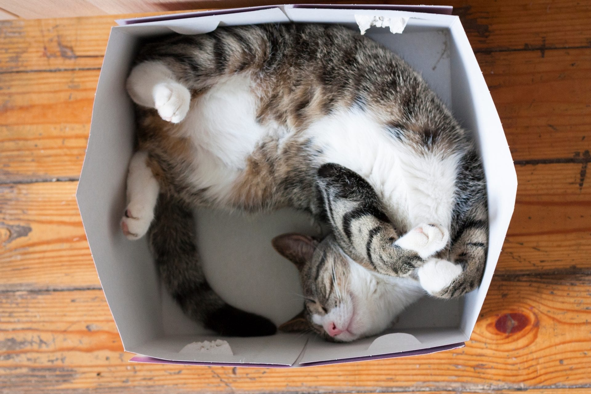 How Are Cats So Good At Squeezing Into Tight Spaces?