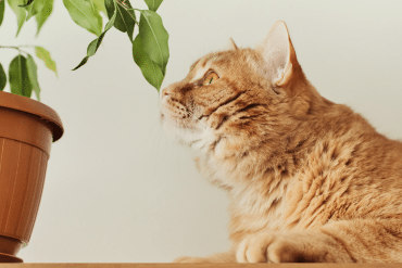 smells your cat loves