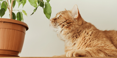 smells your cat loves