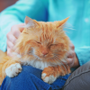 tips for establishing trust with a cat