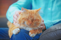 tips for establishing trust with a cat