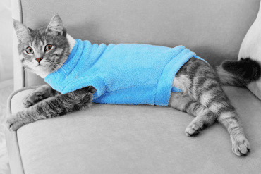 why do cats go limp when you put clothes on them