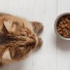 cat has food allergies