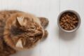 cat has food allergies