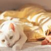 sleep at the foot of the bed