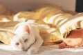 sleep at the foot of the bed