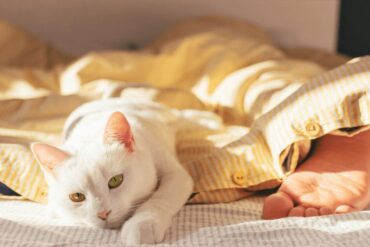 sleep at the foot of the bed