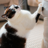 destructive behavior in cats