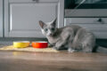how much should you feed your cat