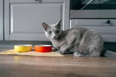 how much should you feed your cat