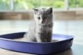 use the litter box