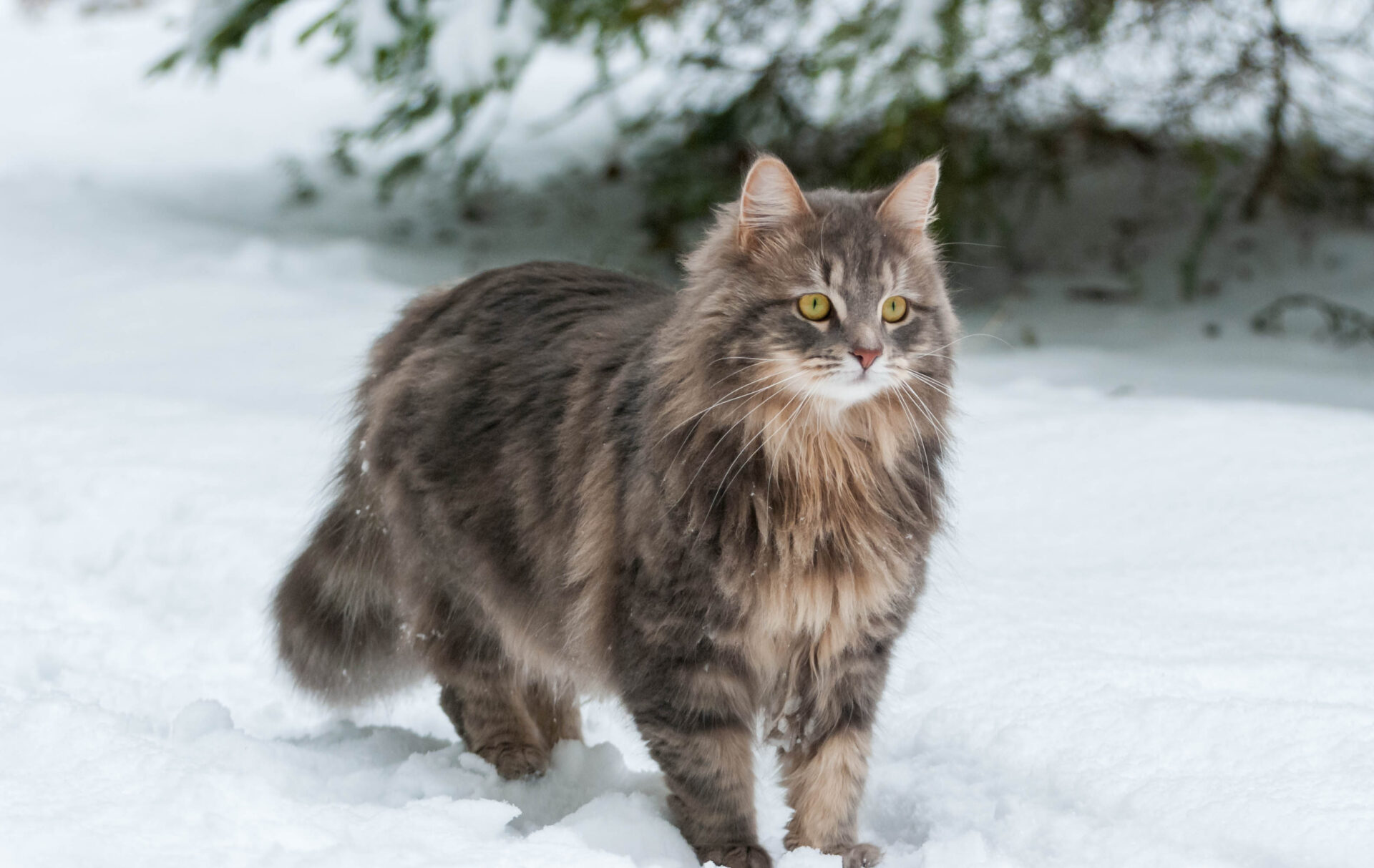 Feline 411 All About The Siberian Cat Breed Feline 411 All About The Siberian Cat Breed