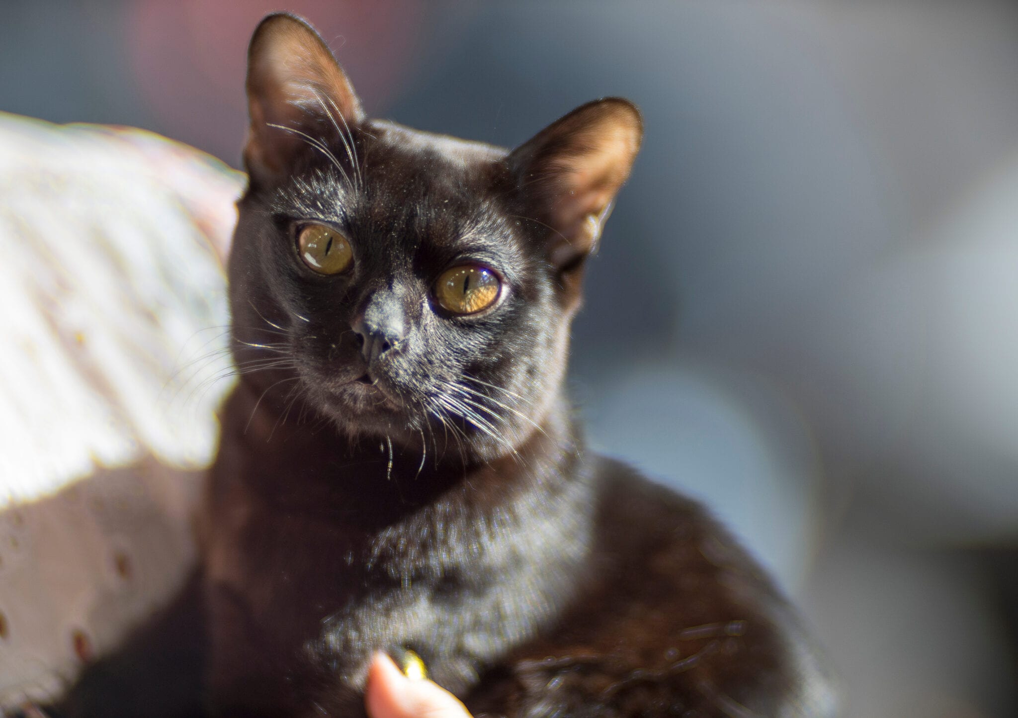 Кошка Породы Бомбей Фото