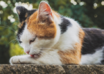 why-do-cats-bathe-themselves-so-often