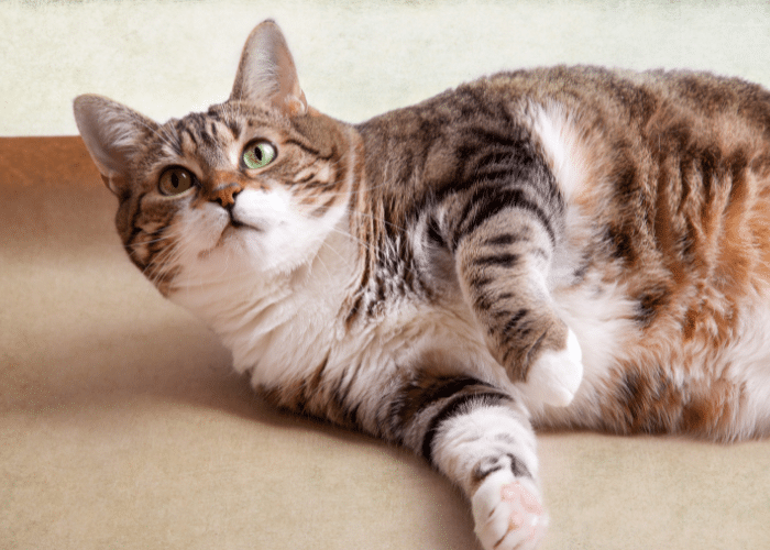 tips to help your cat lose weight