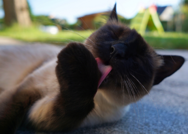 why-do-cats-bathe-themselves-so-often