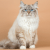 Siberian cat facts