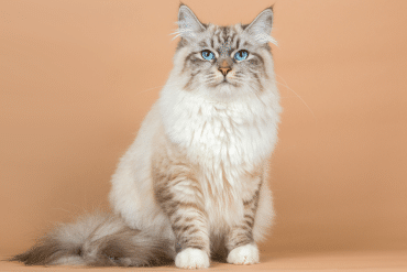 Siberian cat facts