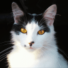 rarest eye color in cats