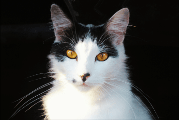 rarest eye color in cats