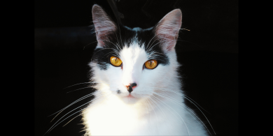 rarest eye color in cats