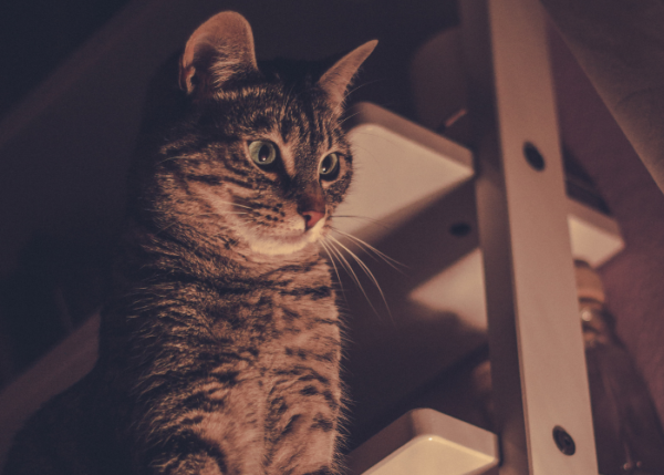 Image showcasing Is My Cat Nocturnal?