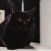 is my cat nocturnal?