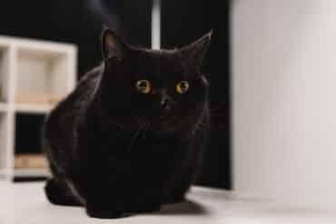 is my cat nocturnal?