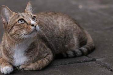 difference between feral and stray cat