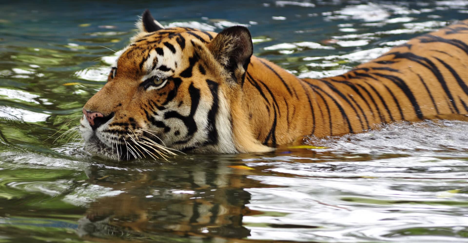 malayan tiger facts