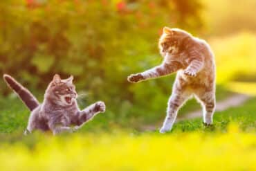 why does my cat hate other cats?