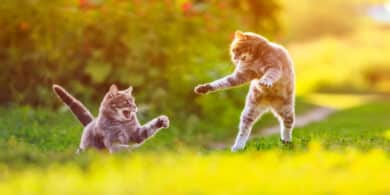 why does my cat hate other cats?