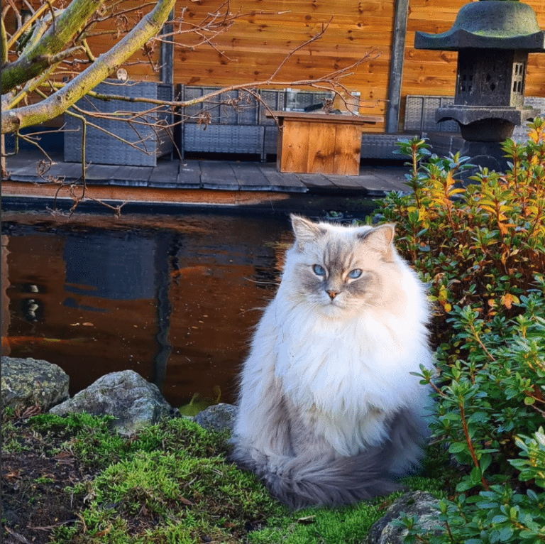 Meet Toby And Mr. Mika: A Pair Of Precious Ragdoll Cats To Brighten ...