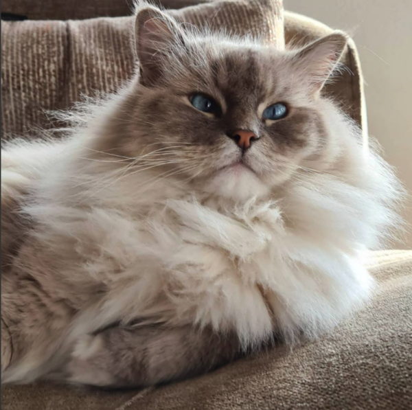 Meet Toby And Mr. Mika: A Pair Of Precious Ragdoll Cats To Brighten ...