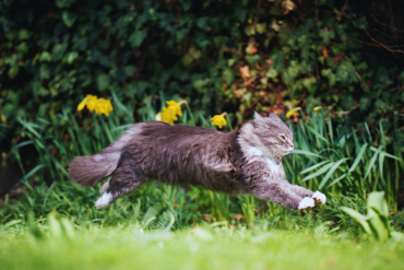 how fast can a cat run