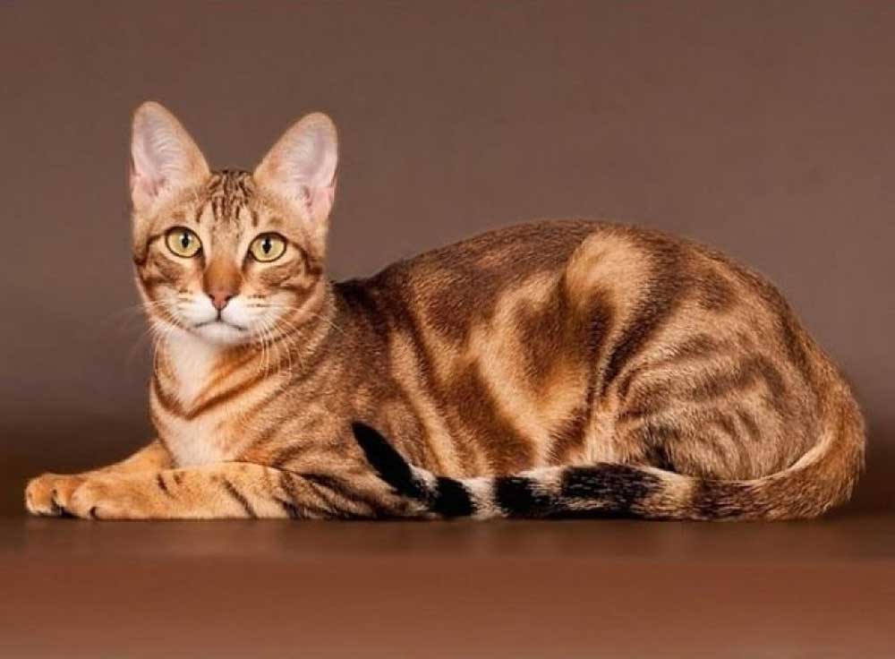 Meet The Sokoke The Rarest Cat Breed In The World