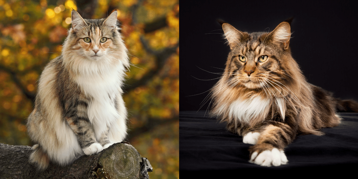 Norwegian Forest Cat Vs Maine Coon A Comparison Guide RFIFJT