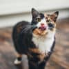 Best Cat Treats For Your Cat