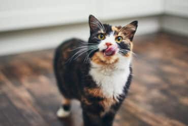 Best Cat Treats For Your Cat
