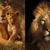 African lion