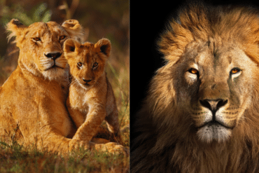 African lion