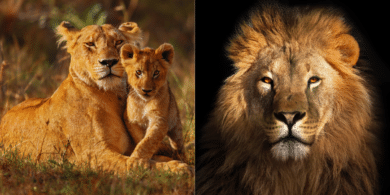 African lion