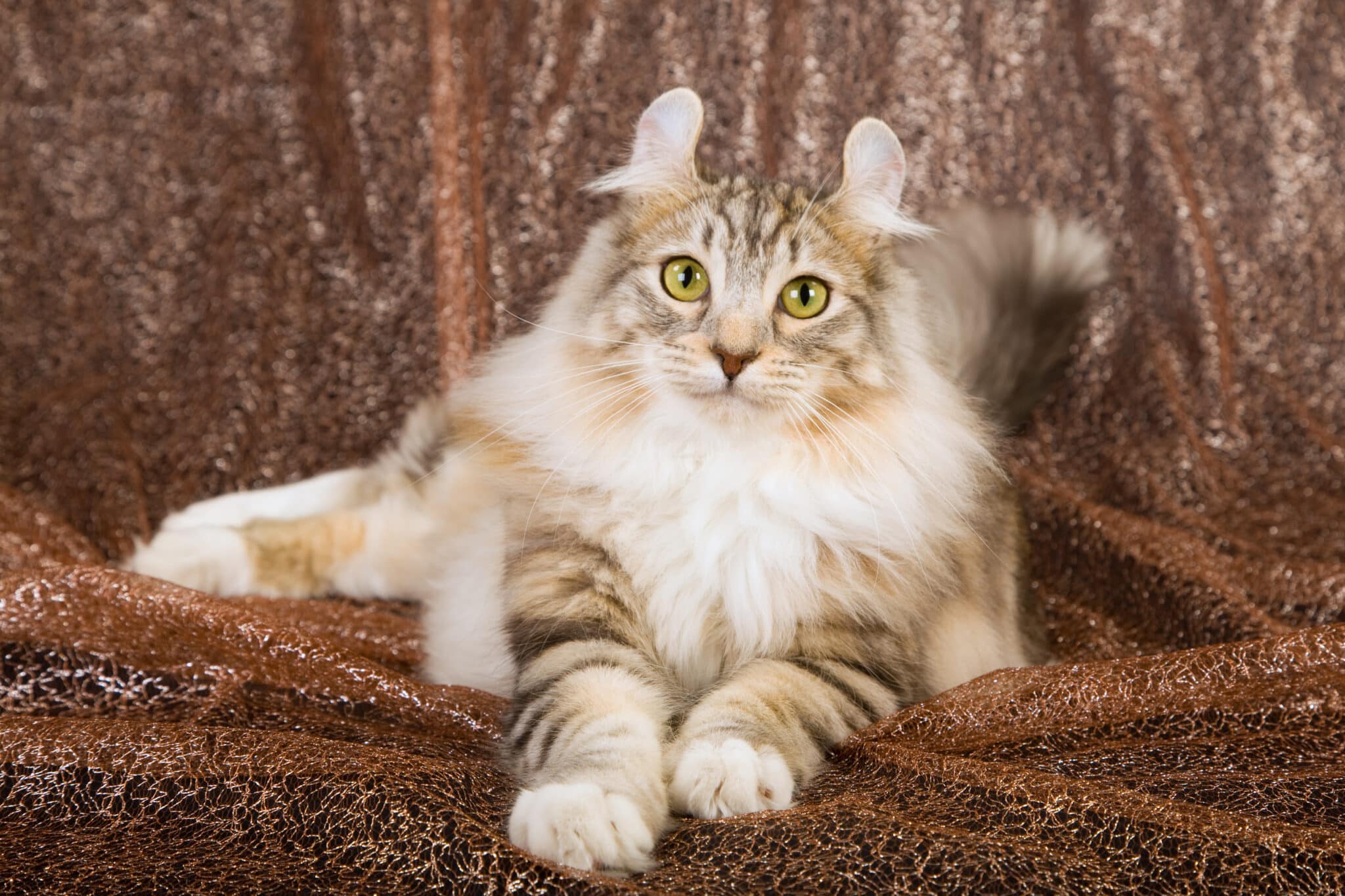 Feline 411: All About The American Curl