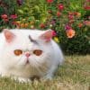 exotic shorthair cat breed